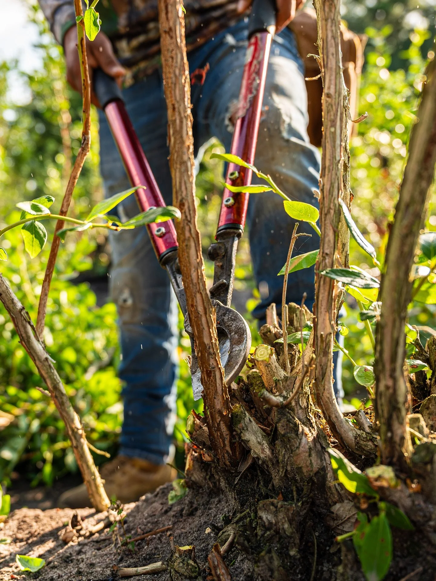 After a fruitful harvest, it&rsquo;s time for pruning! ✂️ Did you know that proper pruning encourages new growth and improves fruit quality? Keeping our bushes healthy for a prosperous next season! 🫐 #ConsaloBlues

👨🏻&zwj;🌾 Family owned grower, p