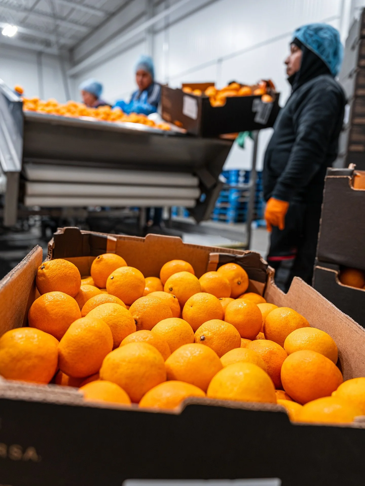 Sorting sweetness, one Smoochie at a time! 🍊💋 #LittleSmoochies

👨🏻&zwj;🌾 Family owned grower, packer, shipper, importer, &amp; distributor
📍Vineland &bull; Newfield &bull; Hammonton &bull; Egg Harbor City, NJ
🍊Little Smoochies &reg;
__________