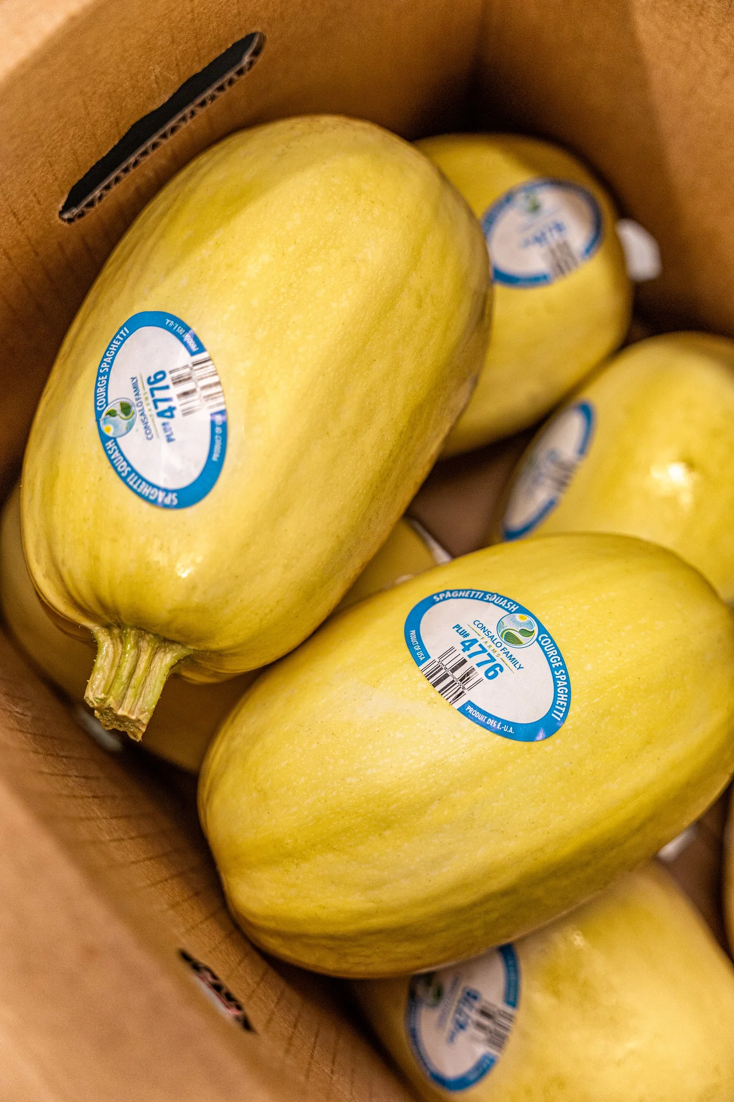 Squash — Consalo Family Farms