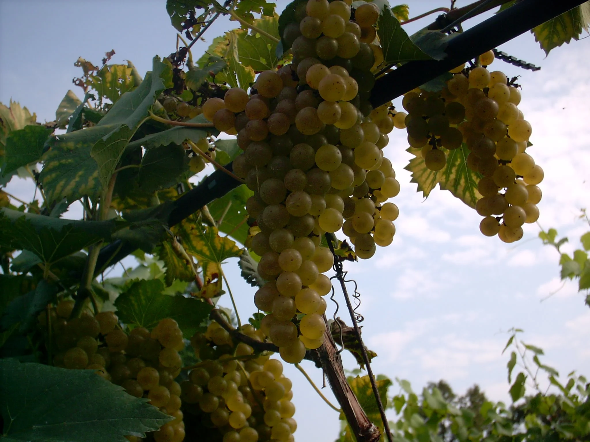 MAKE MINE VA WINE.JPG