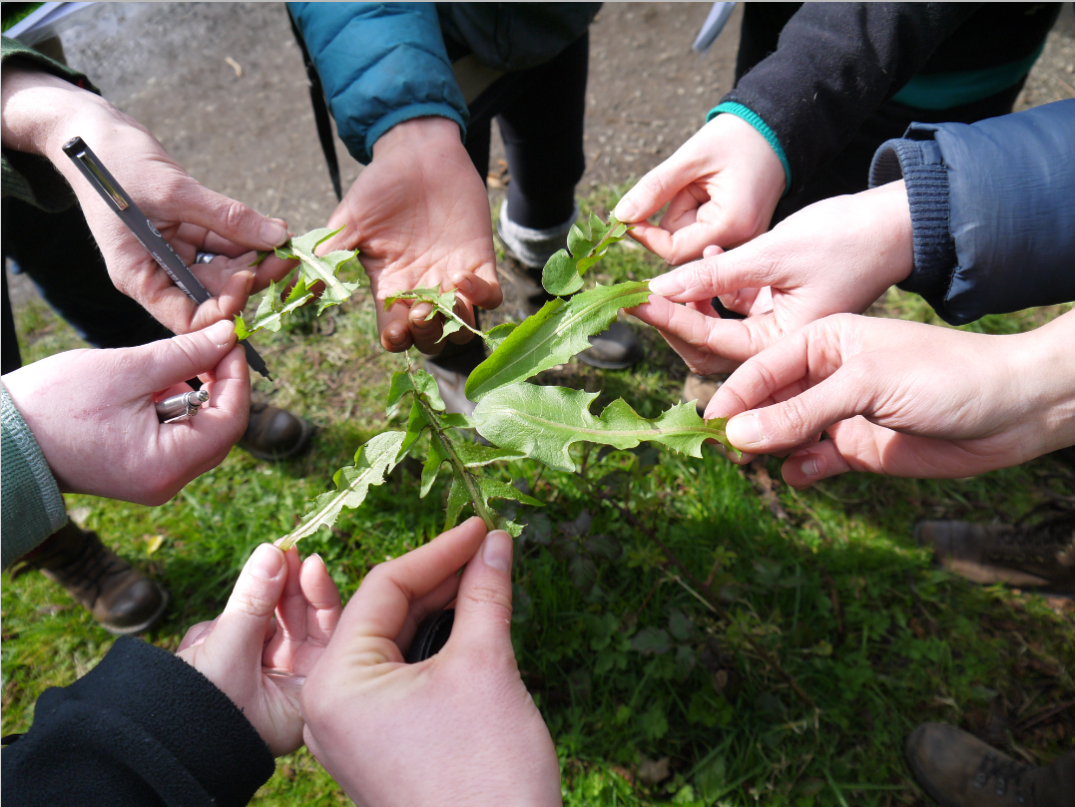 Foraging &amp; Herbal Walk 
