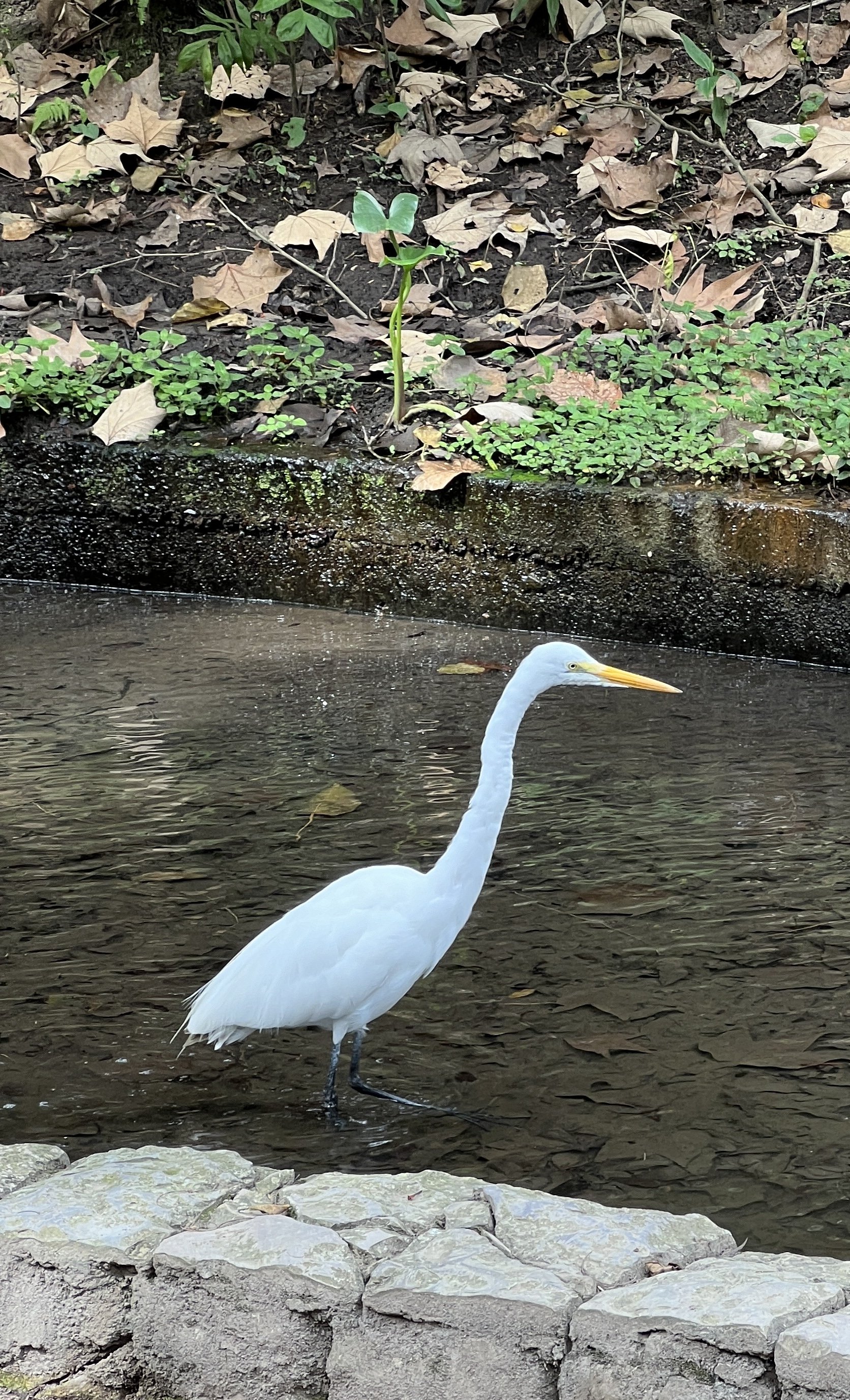 IMG_4446.JPEG