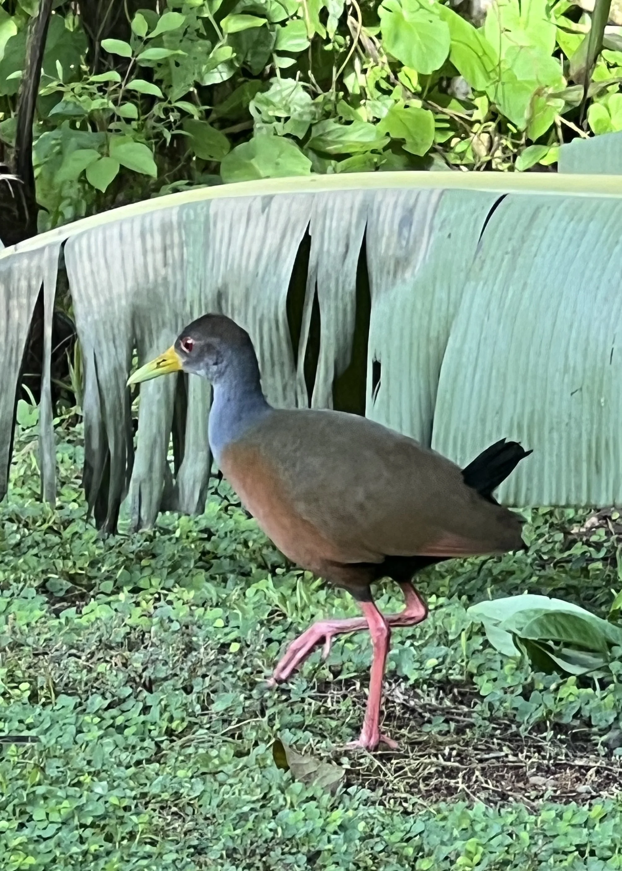 IMG_8658.JPEG