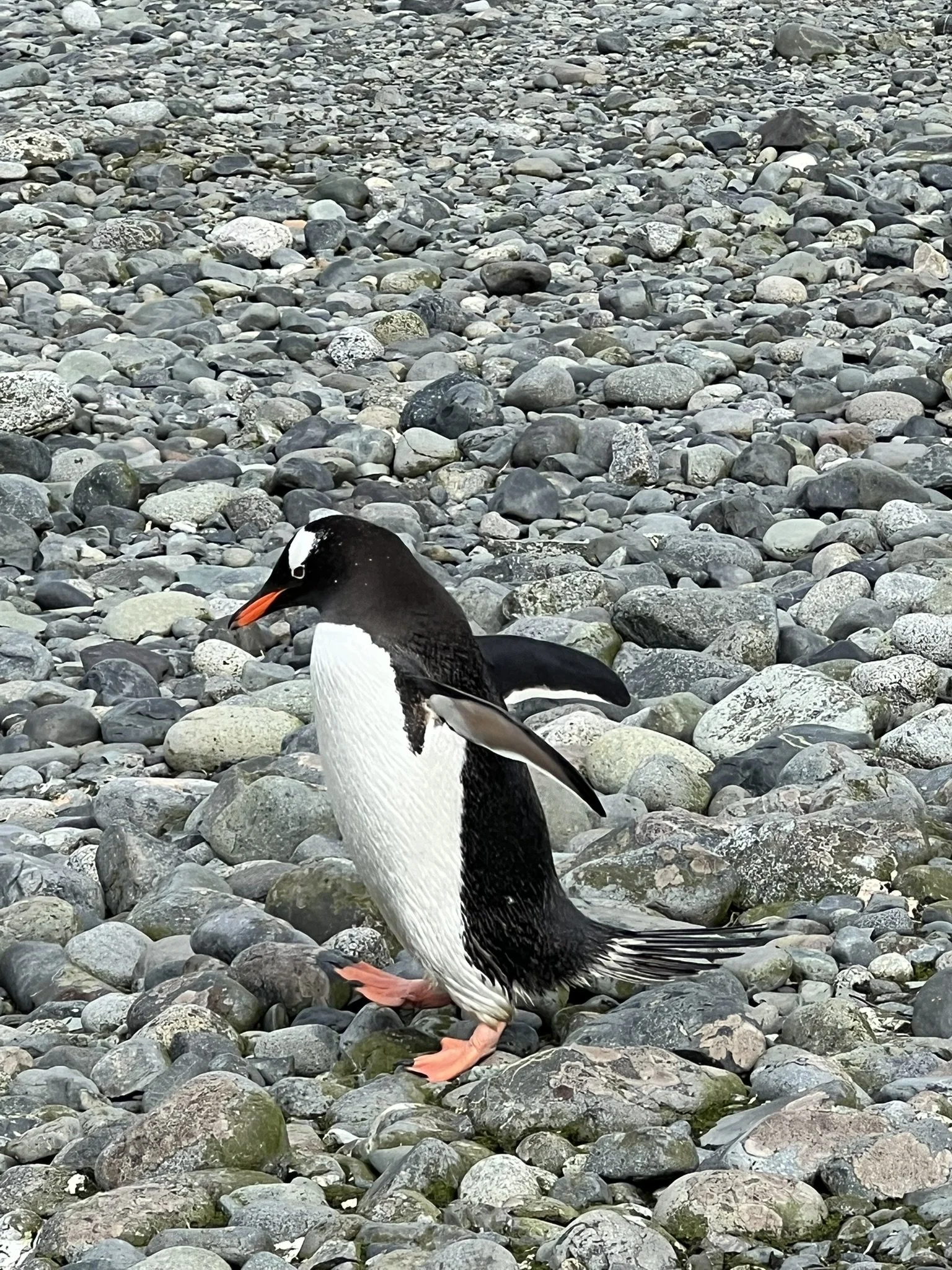 IMG_0265.JPEG