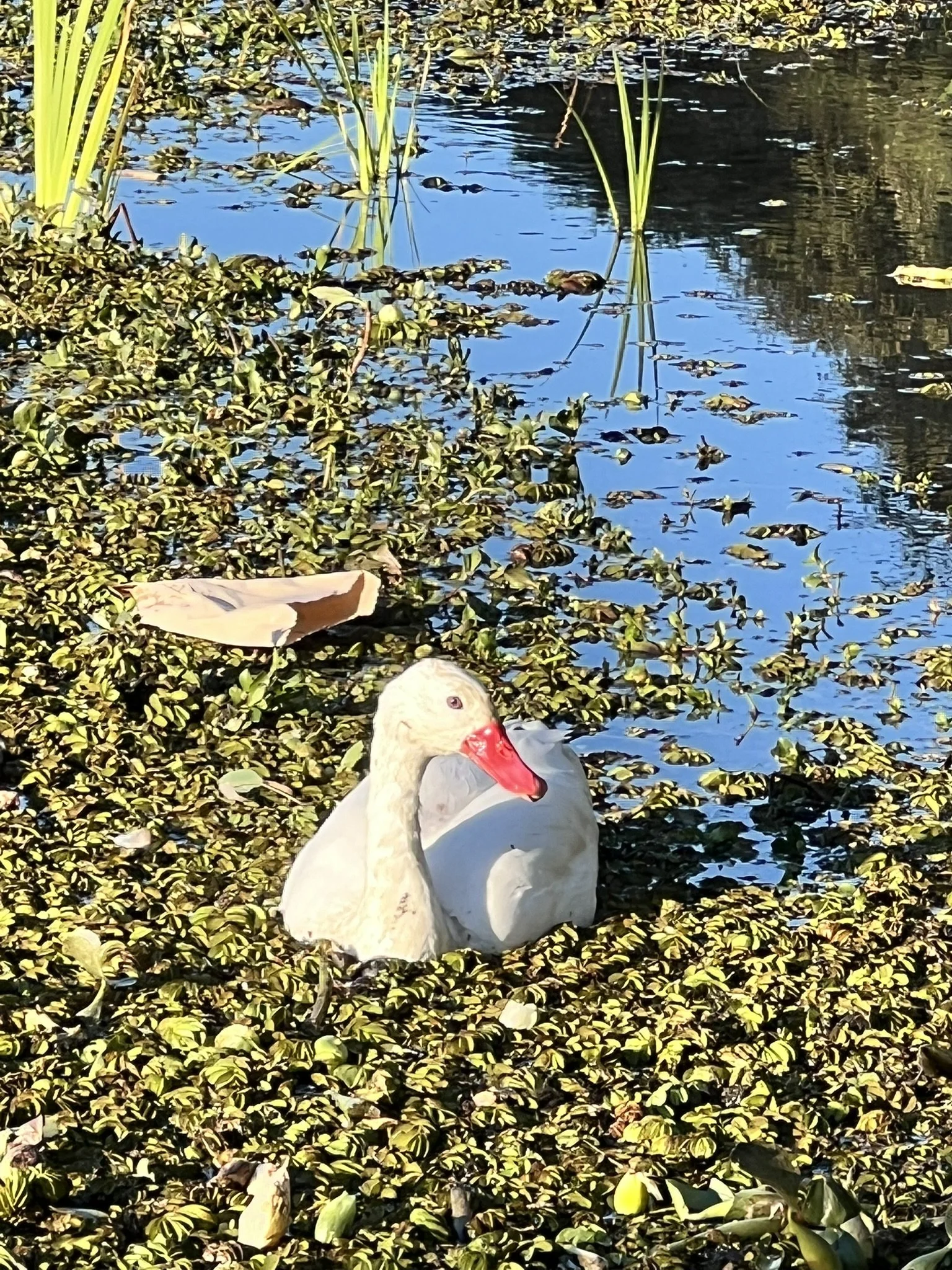 IMG_3527.JPEG