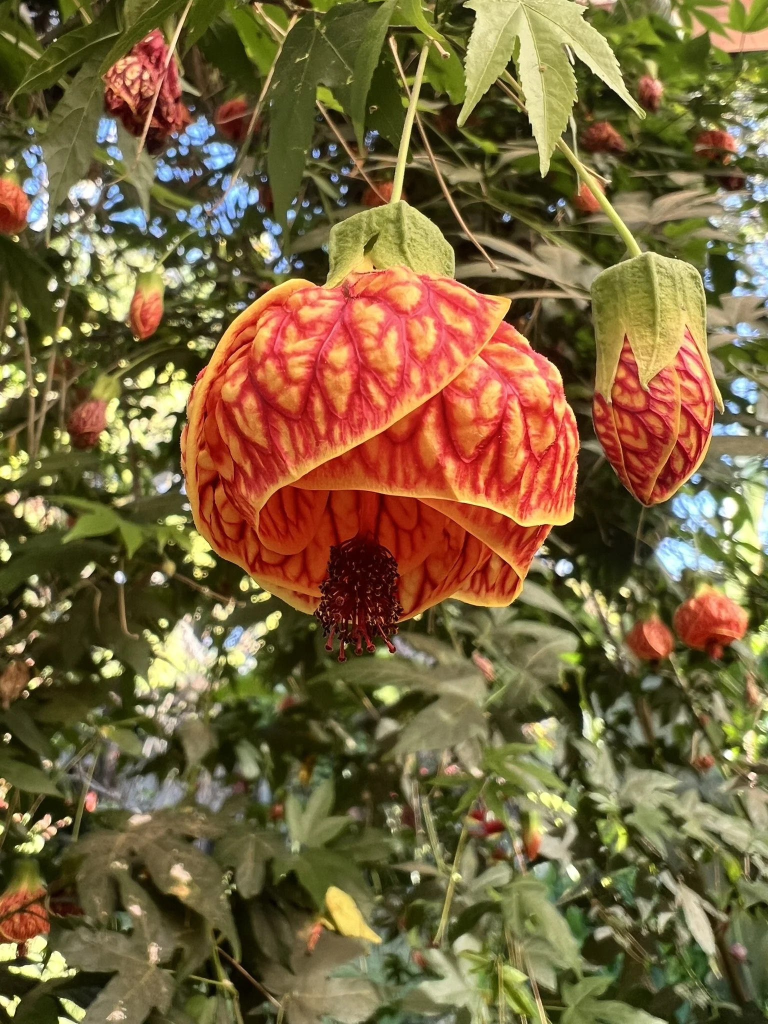 IMG_5425.JPEG