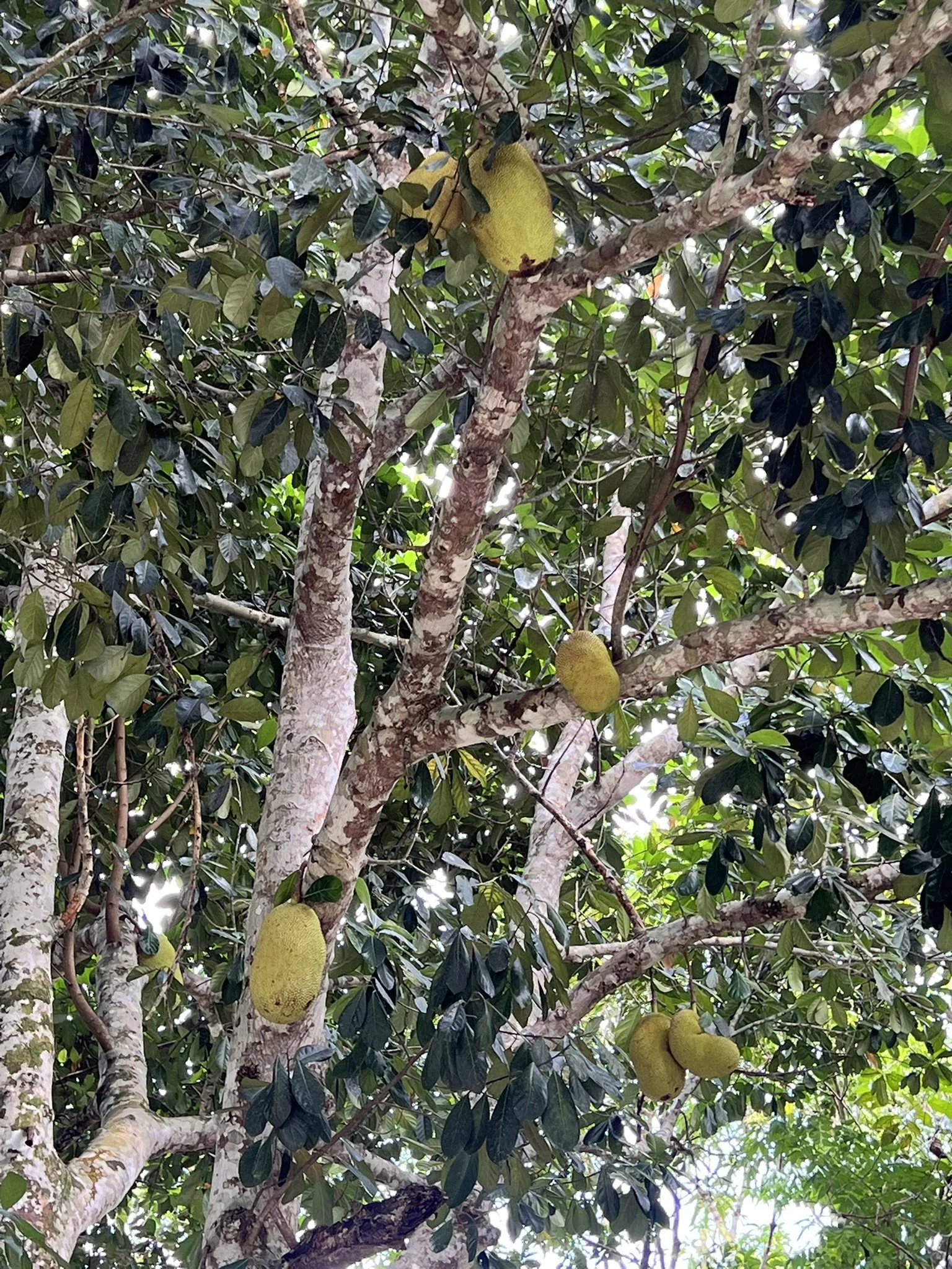 IMG_7171.JPEG