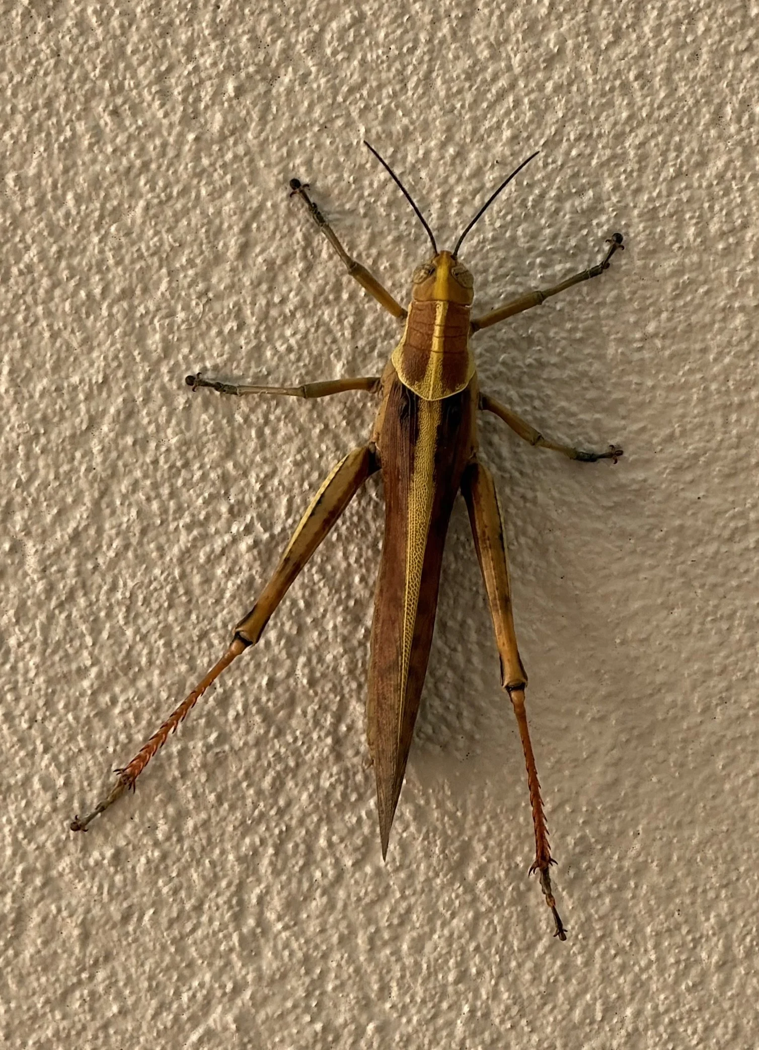 IMG_4804.JPEG