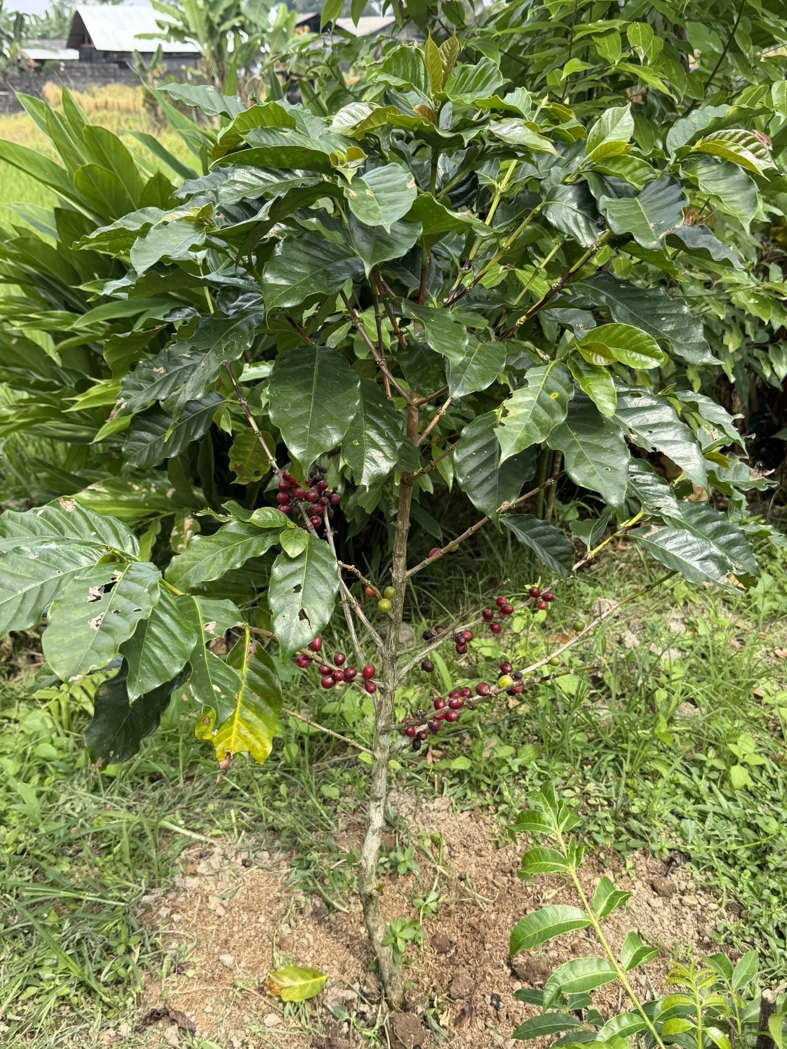 IMG_5789.JPEG