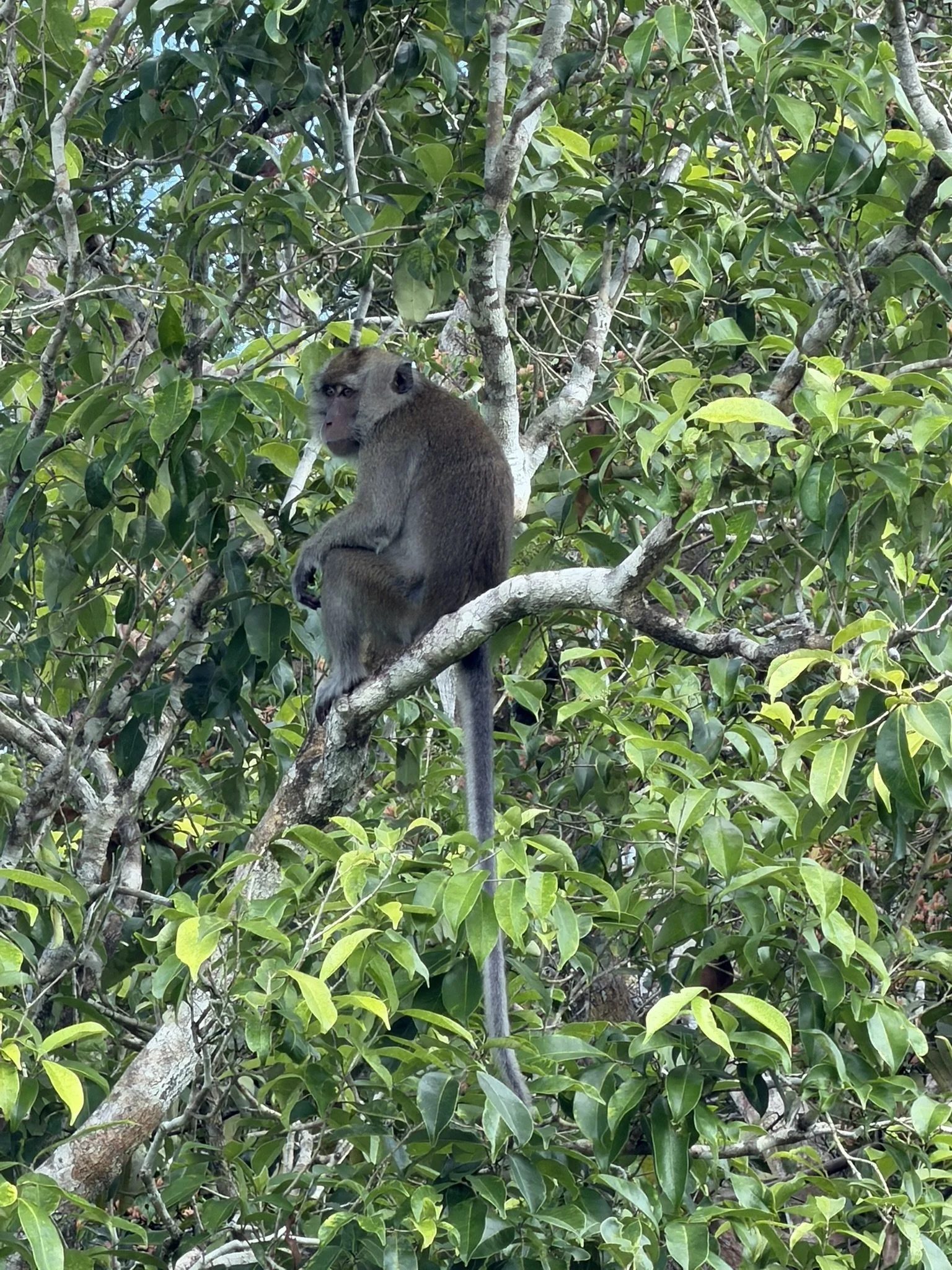 IMG_7052.JPEG