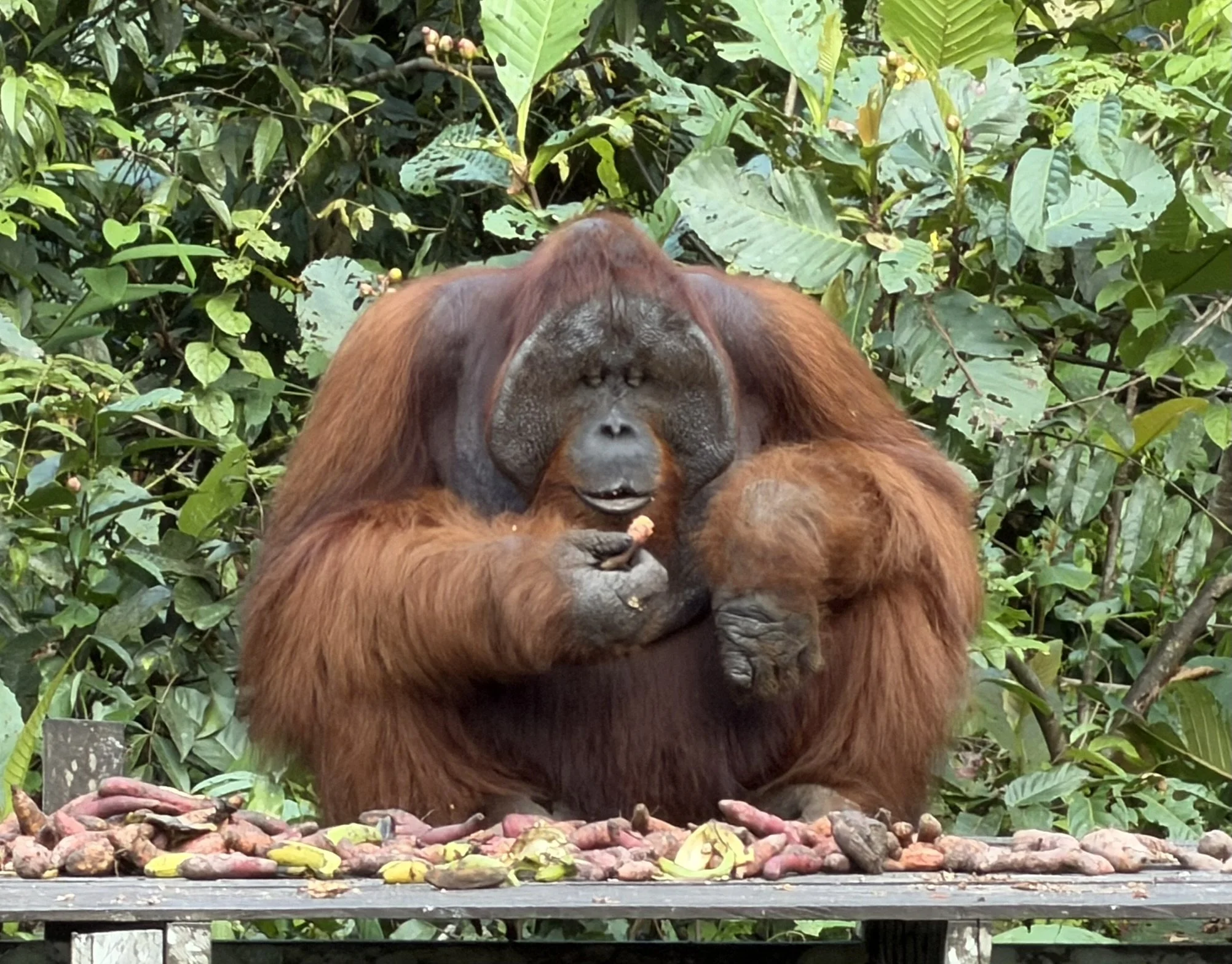 Sur les traces des Orangs-Outans