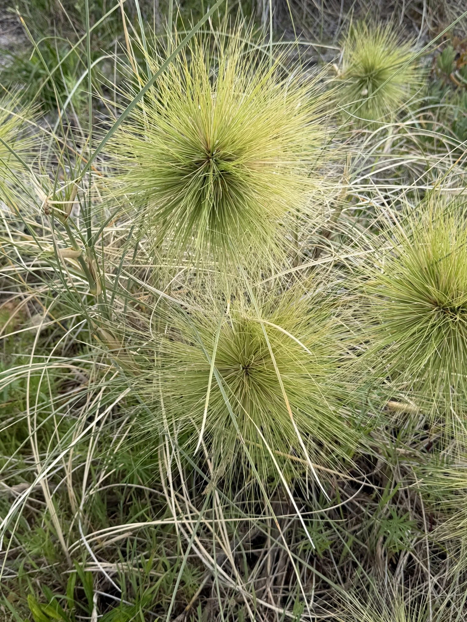 IMG_8473.JPEG
