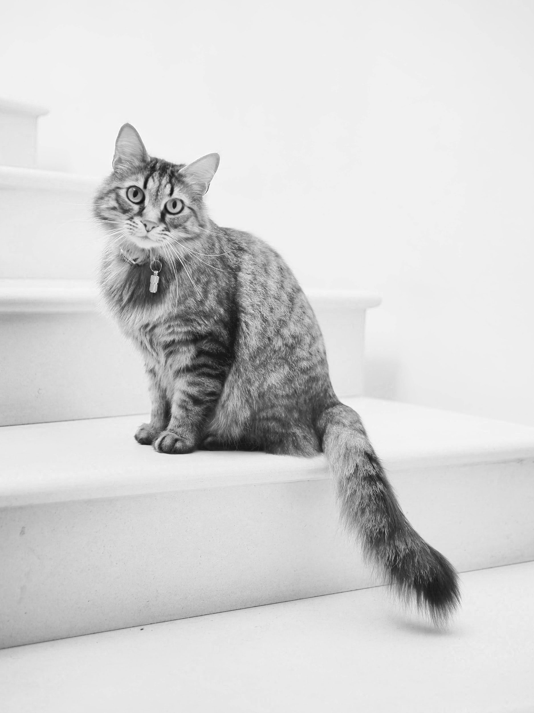 WHY URGENT CARE PetHealth UrgentCare home-vetique