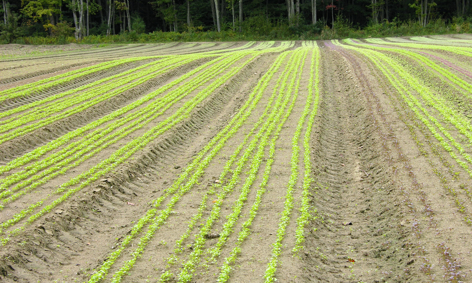 field a.jpg