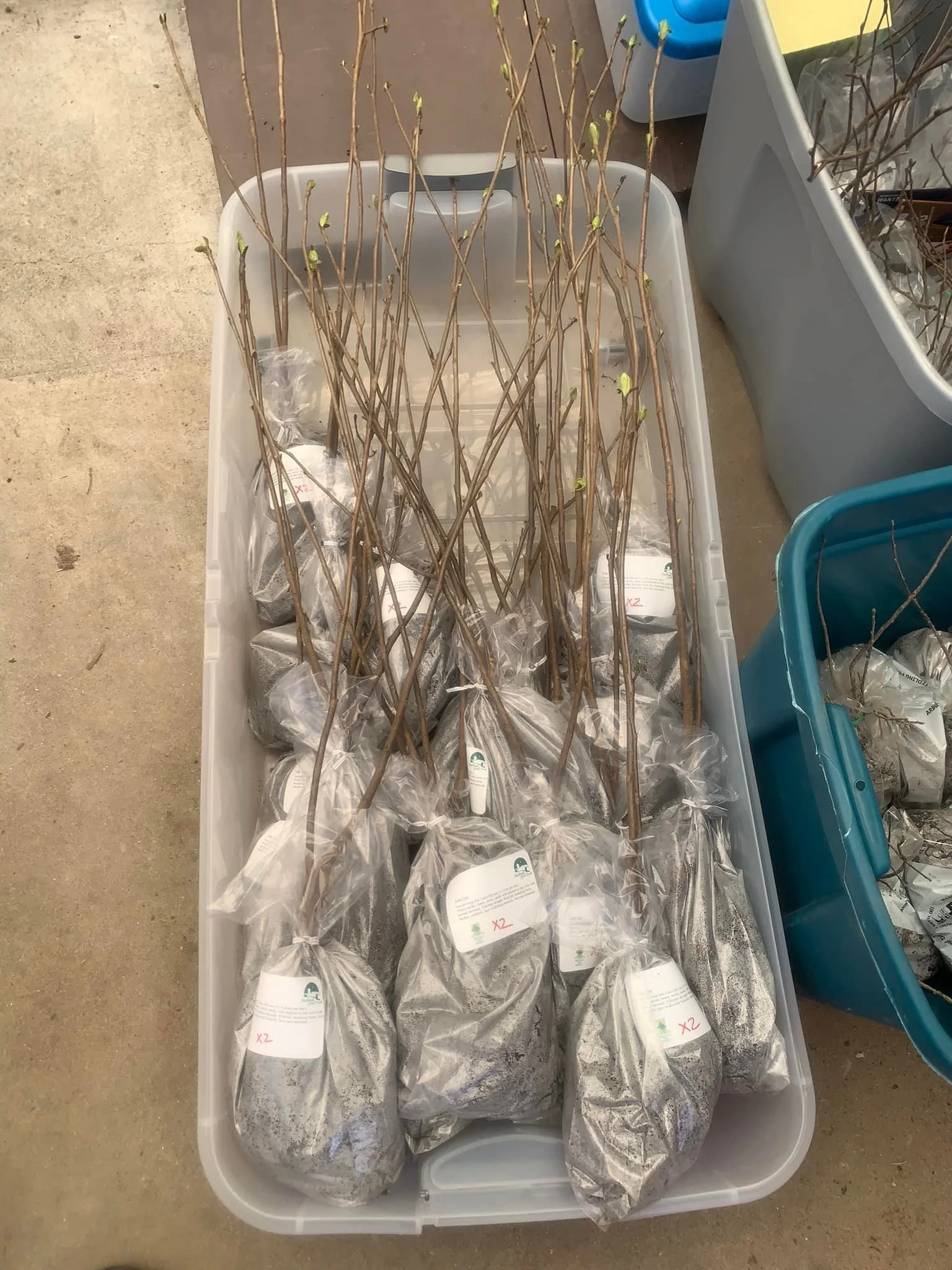 Tree &amp; Shrub Giveaway