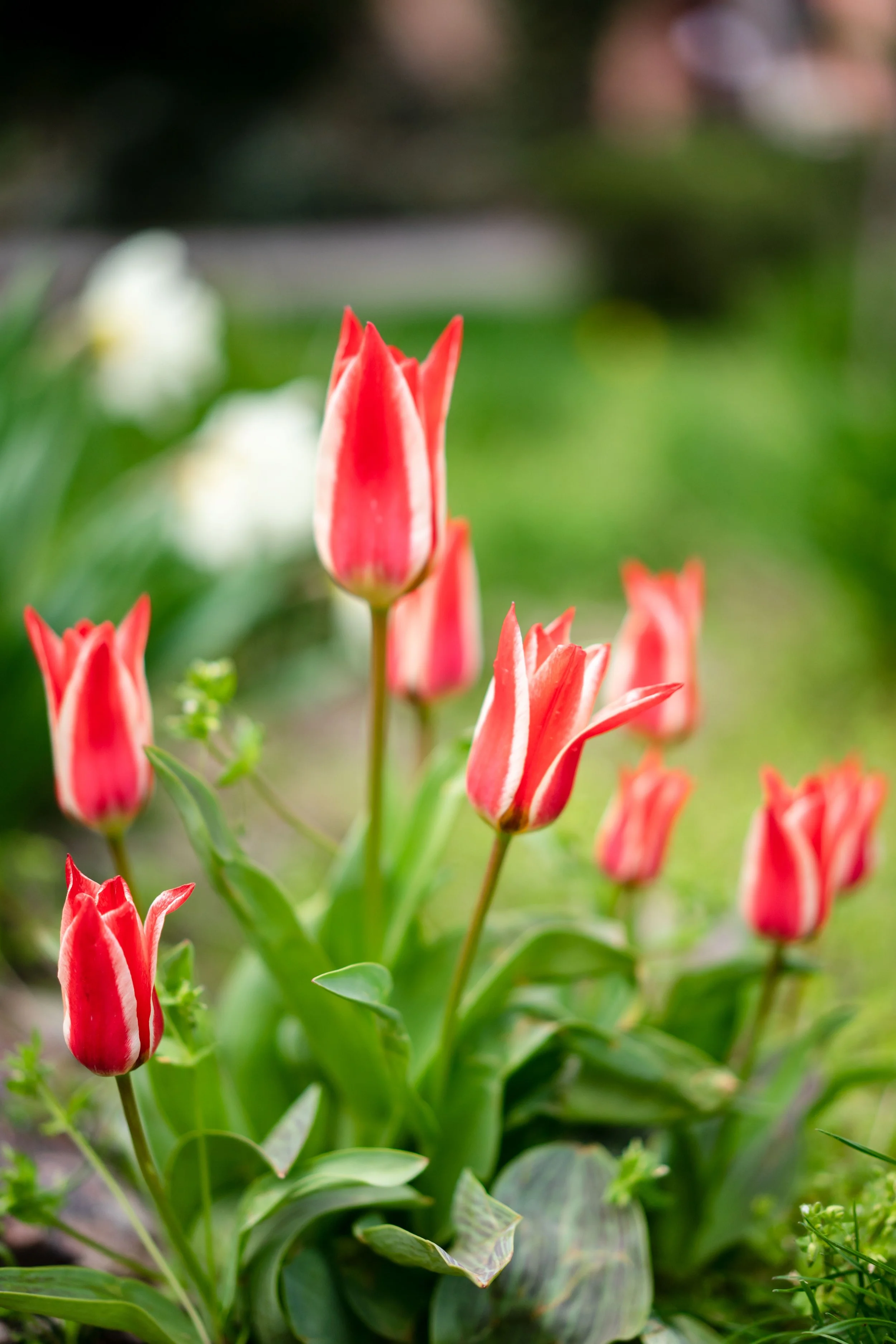 Bulb Giveaway