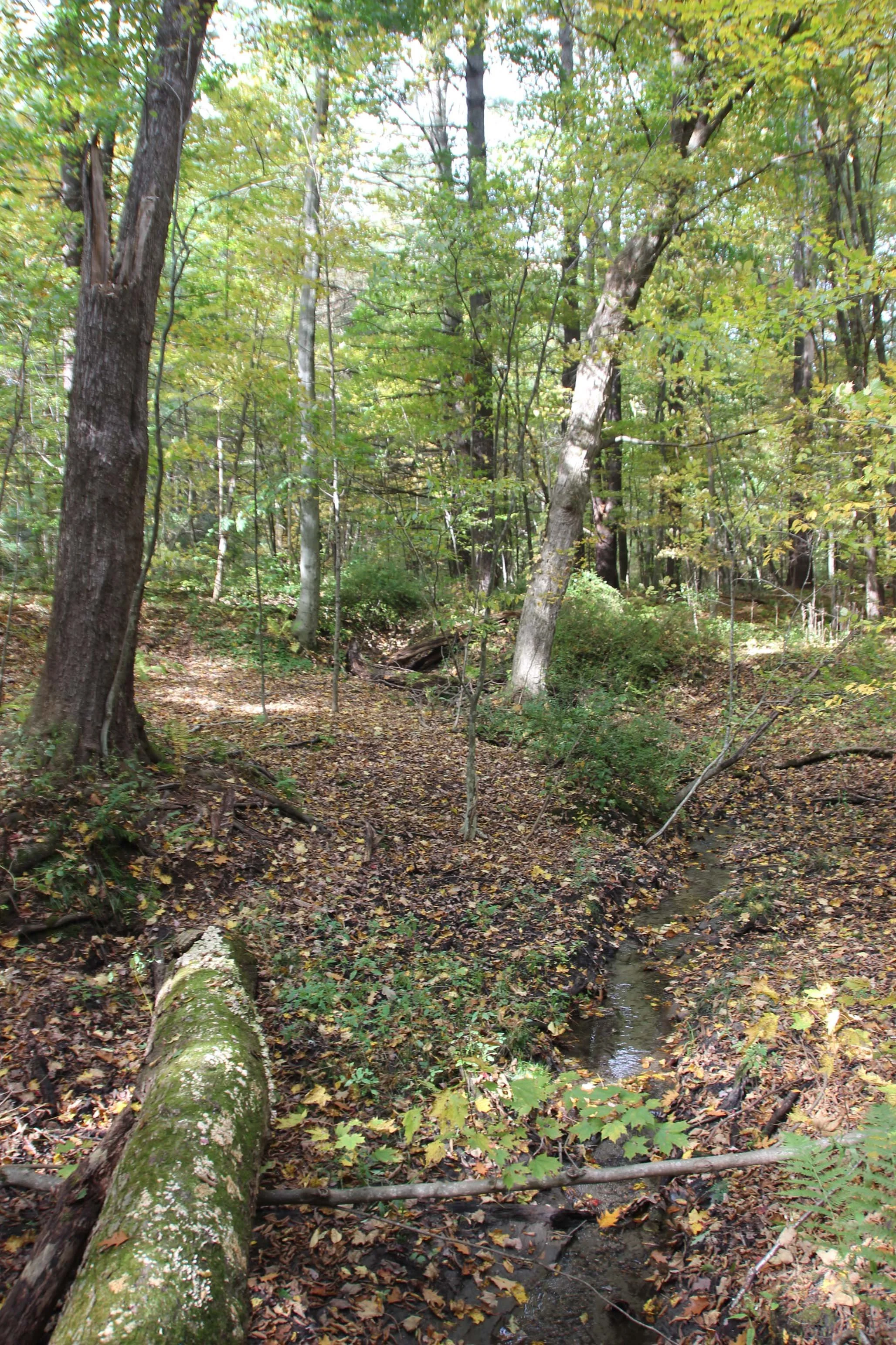 IMG_2493_SchneckTrailBrookTrees2 AA.jpg