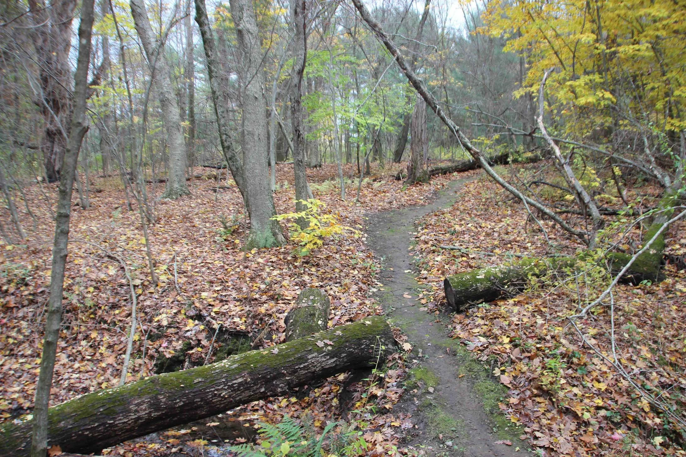 IMG_7367_PathThroughLeavesDownLogSmASmaybeTrail AA.jpg