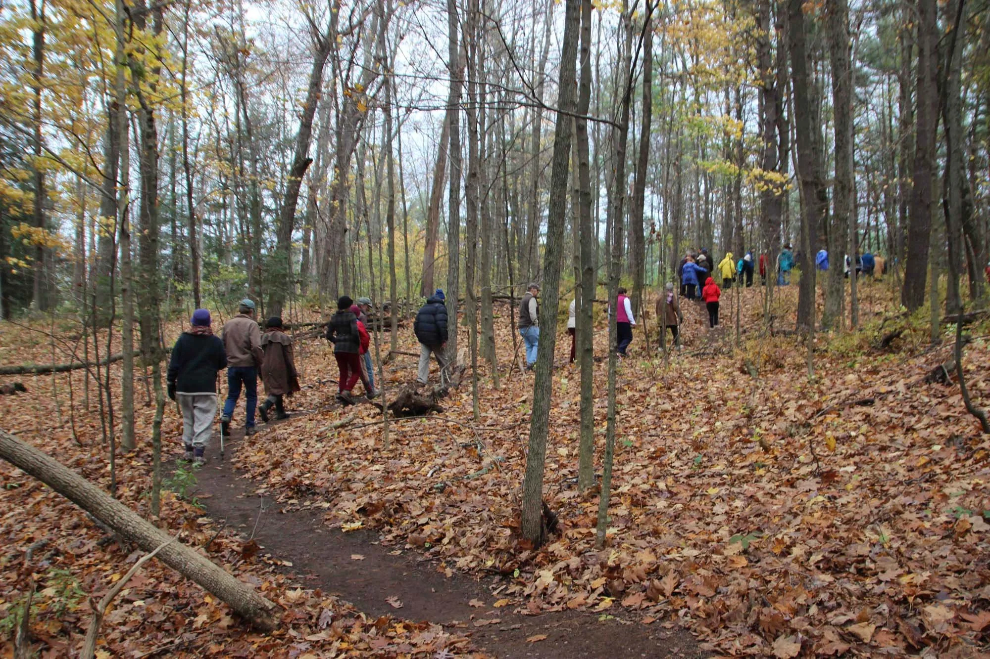 IMG_7436_PathPeopleWindingThroughWoodsSm AA.jpg