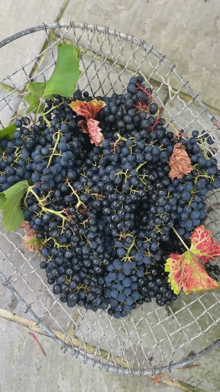 The grapevine is grapevining! I’ve just got back from 2 intense weeks cooking in beautiful Wiltshire to find a very full looking vine that’s got me all excited for this year’s harvest. Our resident pigeon Gareth is spending a suspic