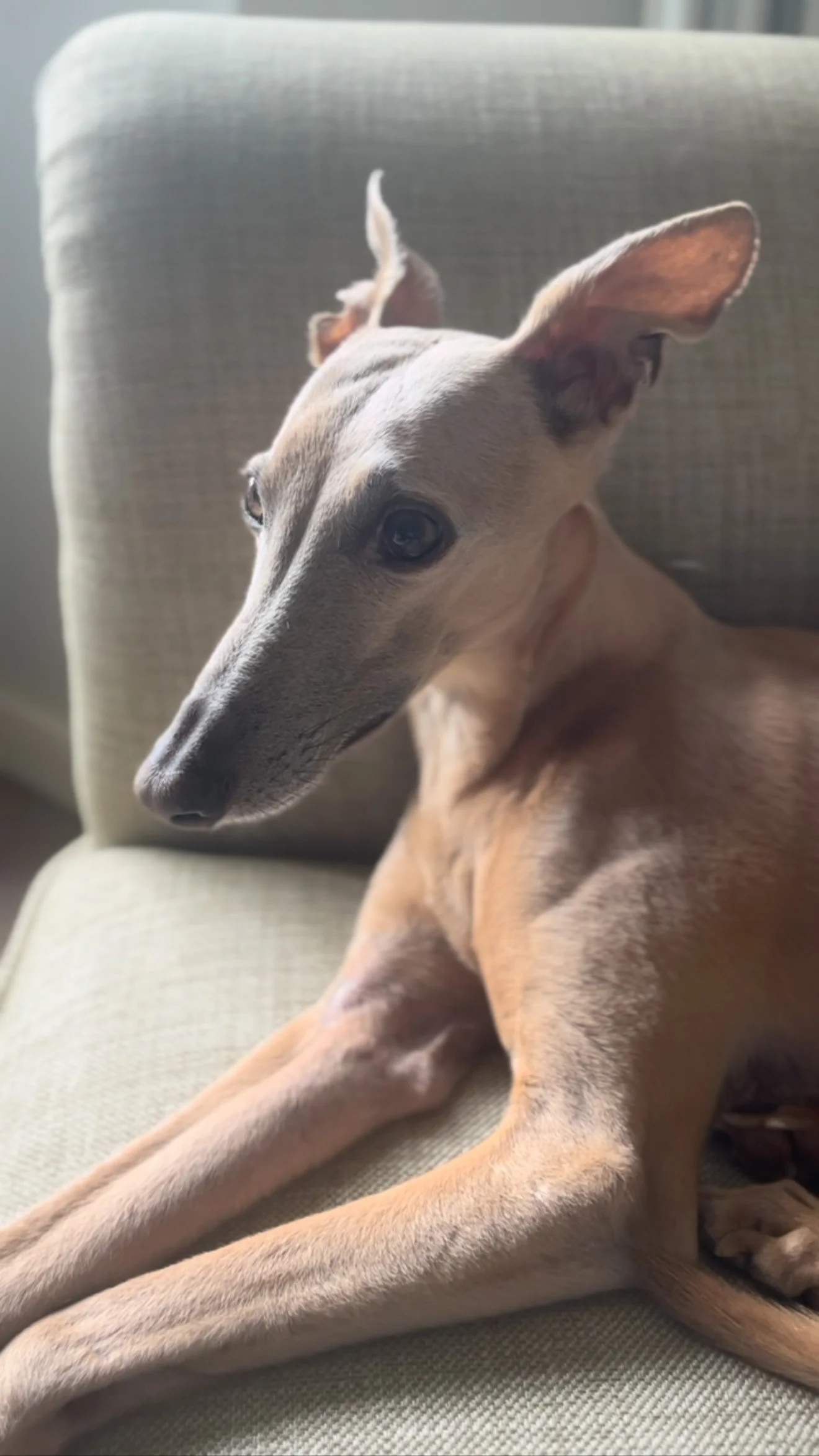 Remembering my darling Gancho on what would have been his 11th birthday. Desperately missed, every minute of every day. How lucky I was to have him.