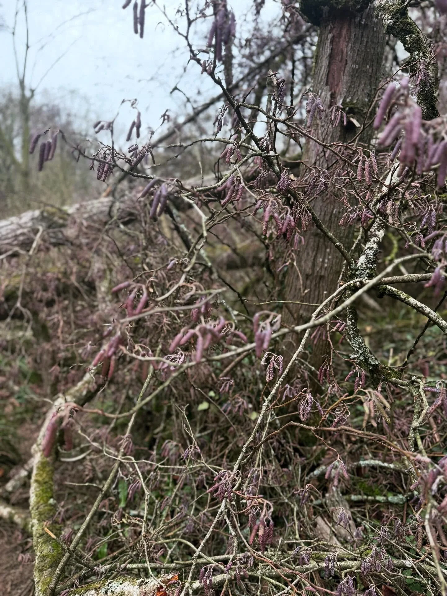 A gentle few days with some clients here and there, but managed a precious 24 hours with a beloved friend in which we ate, talked and walked for miles (stopping to admire these impossibly chic purple catkins along the way). Also forgot to put the rec