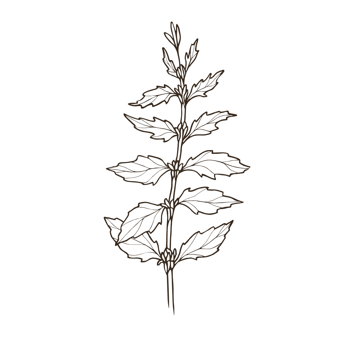 4.png