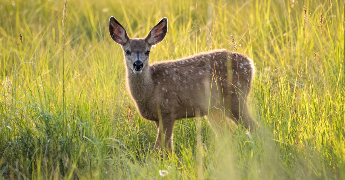 What Happens If You Hit a Deer in Rhode Island?