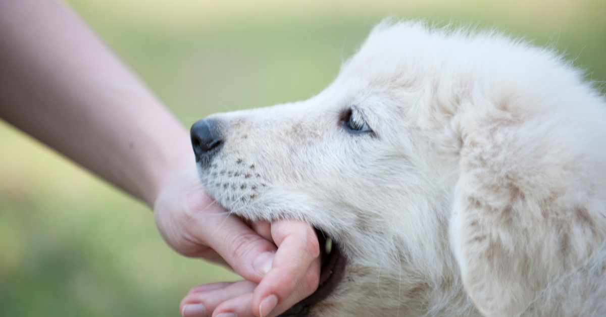 What Insurance Covers Dog Bite Liability in Rhode Island?