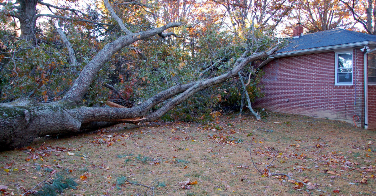 What Happens If a Tree Falls on Your House in Rhode Island?