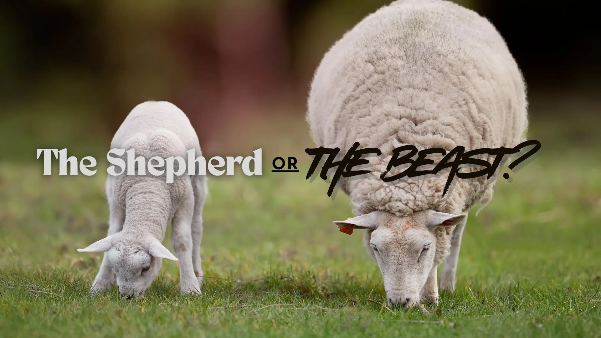 The Shepherd or the Beast?