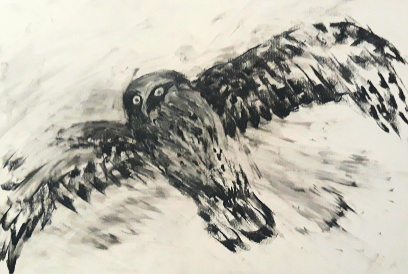 Black and white charcoal drawing of a bird in flight with outstretched wings and piercing eyes.