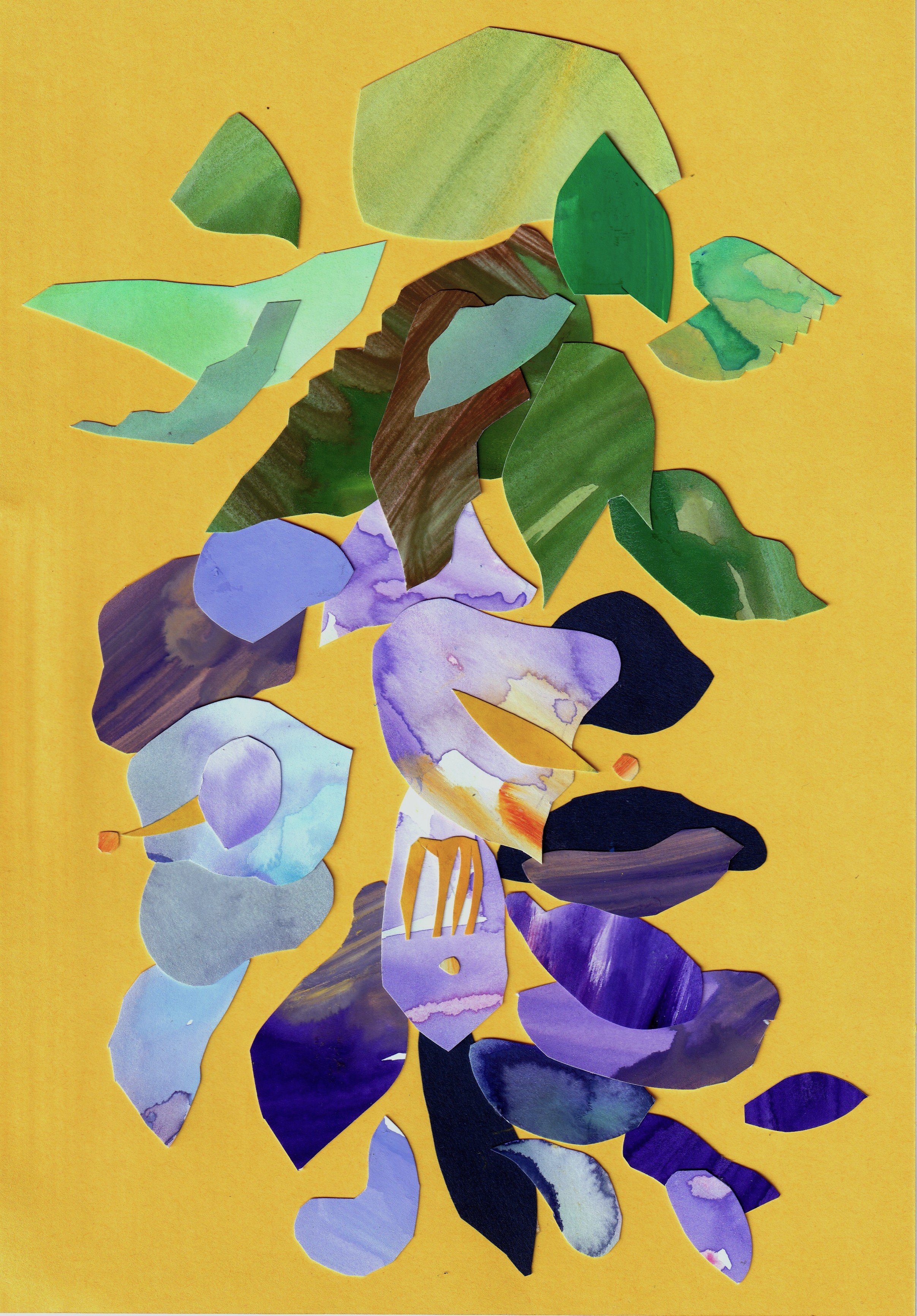 Wisteria 