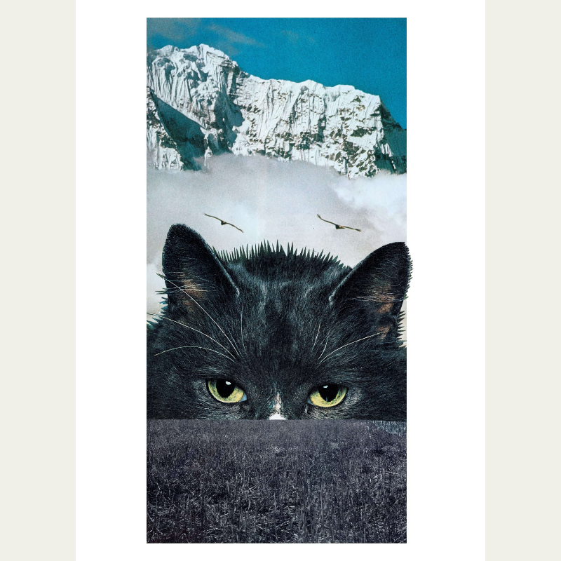 A landscape collage featuring a mountain with snowy peaks, fog, two flying birds, and a black cat with green eyes in the foreground.