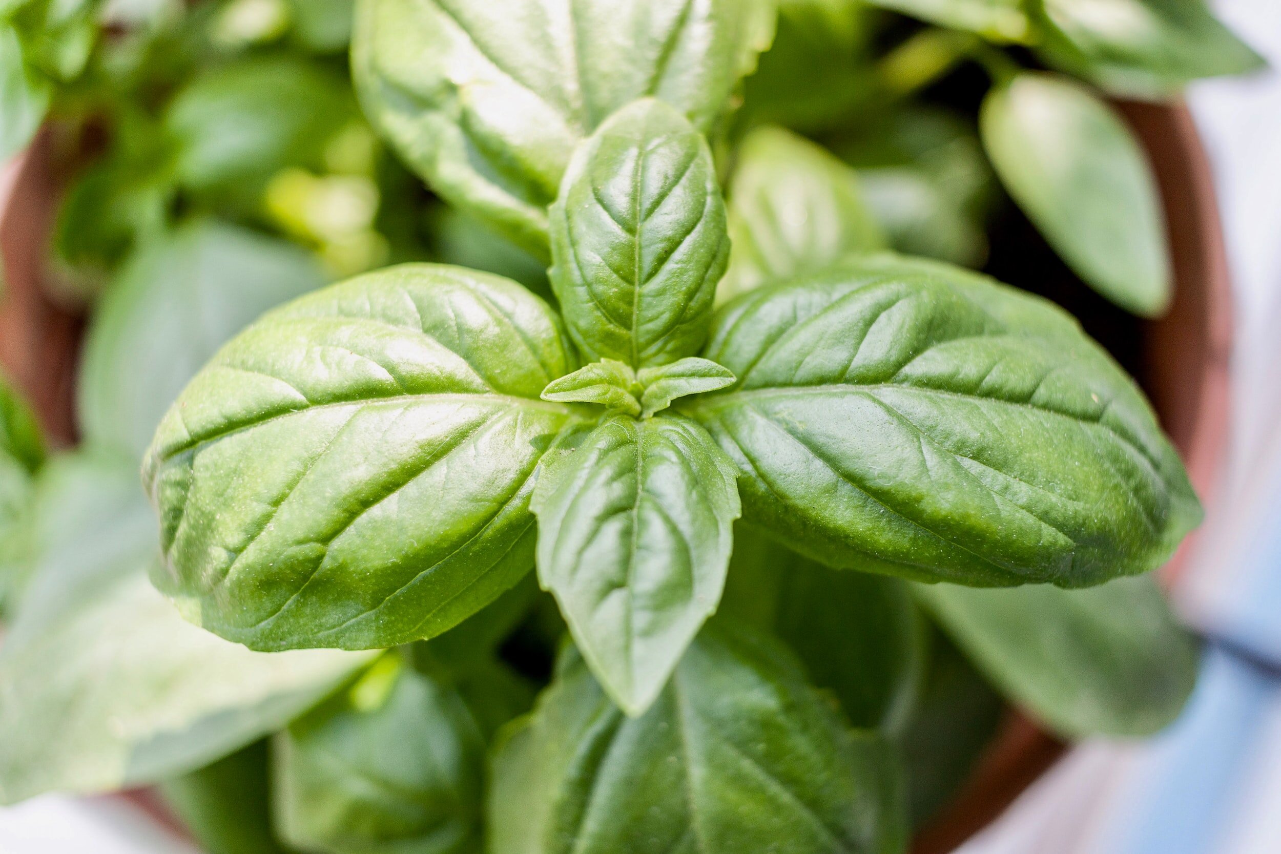 Cooking with Herbs