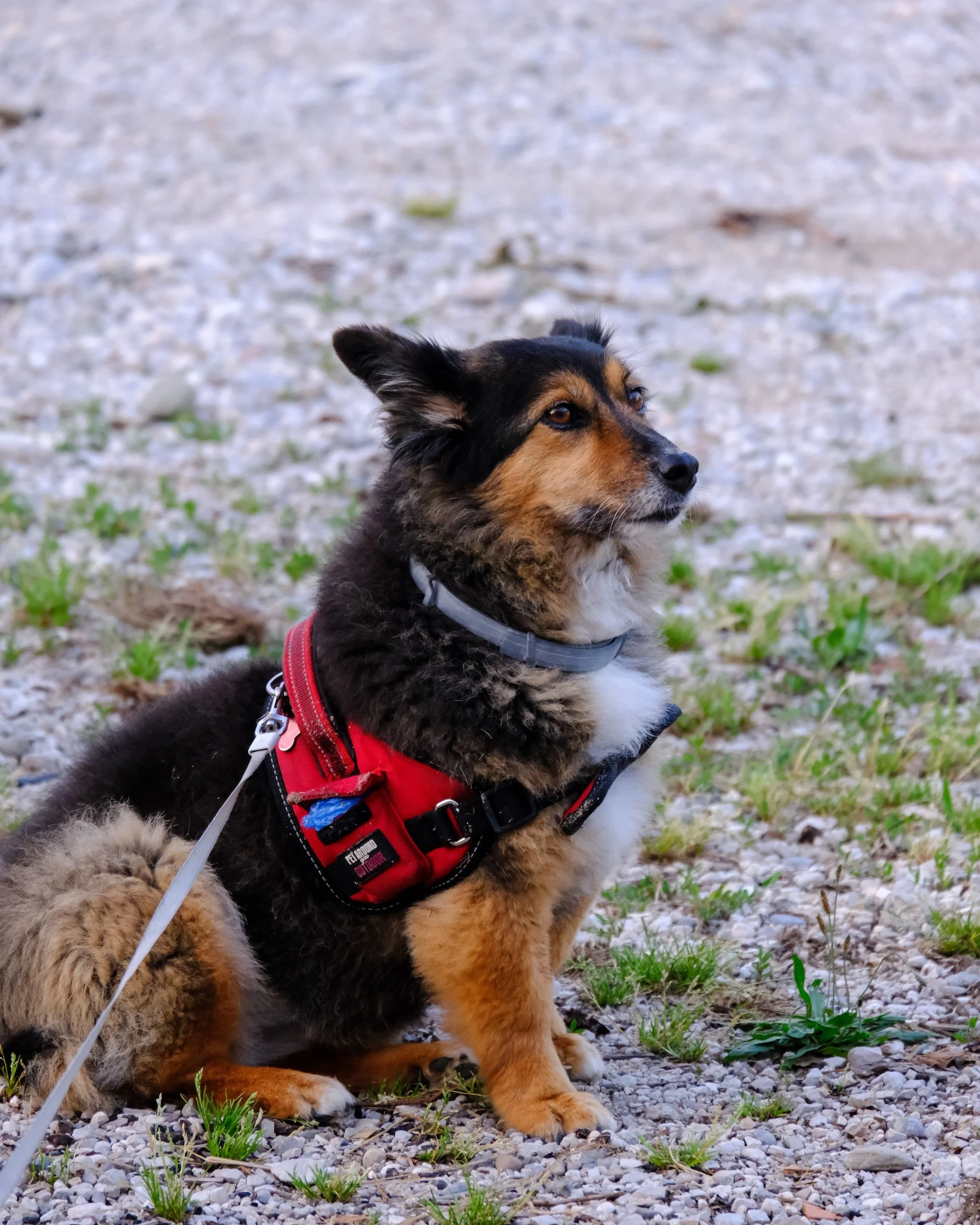ShagooShagoo-018.jpg