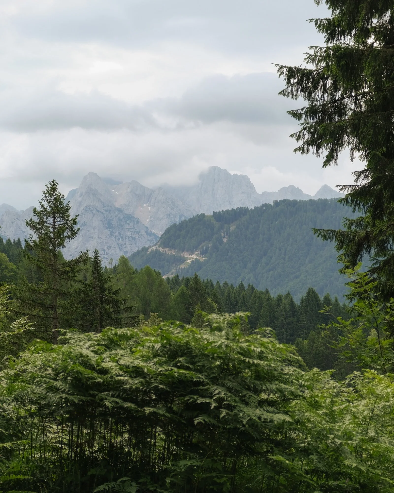 MonteForno_2025-01.jpg