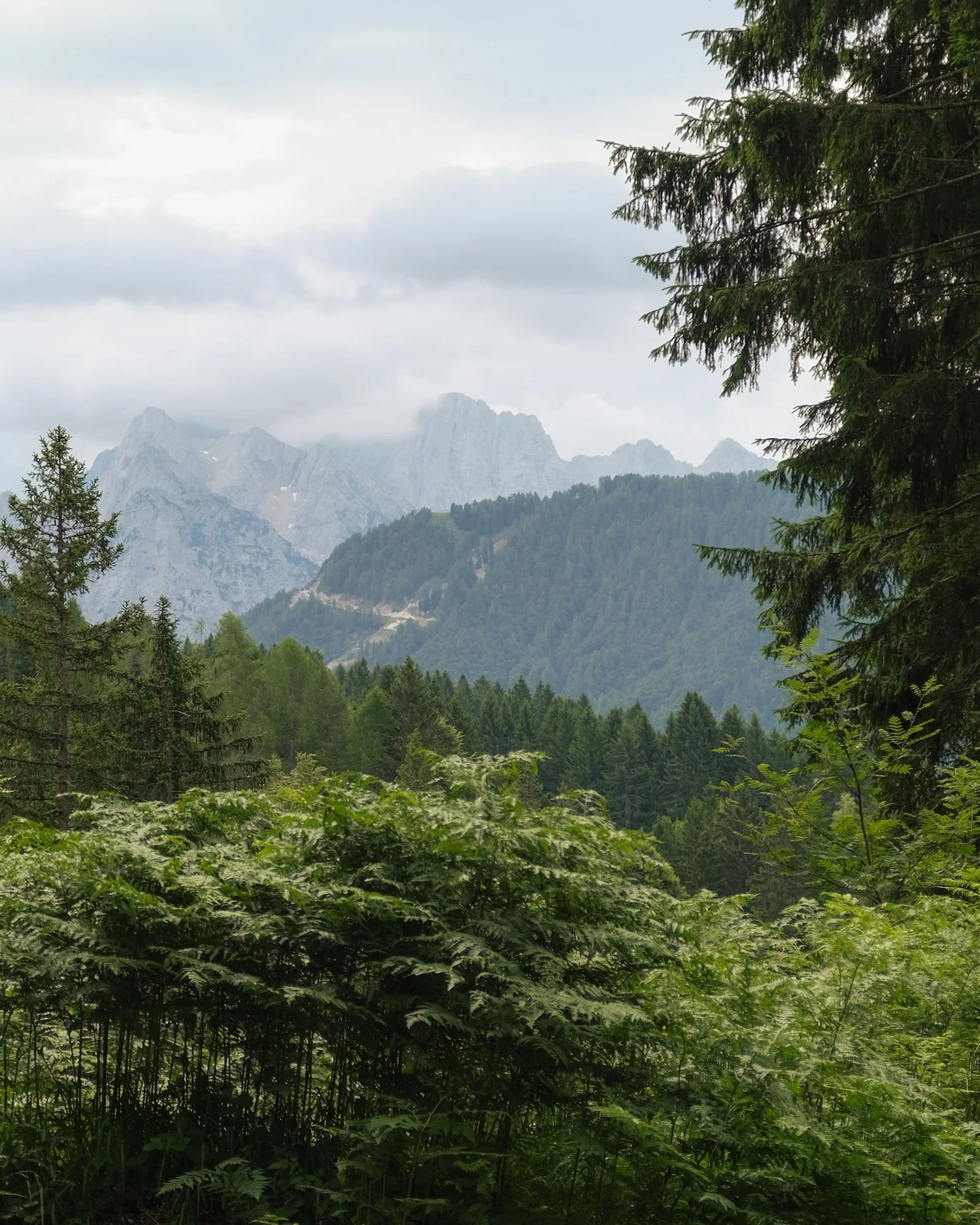 MonteForno_2025-02.jpg