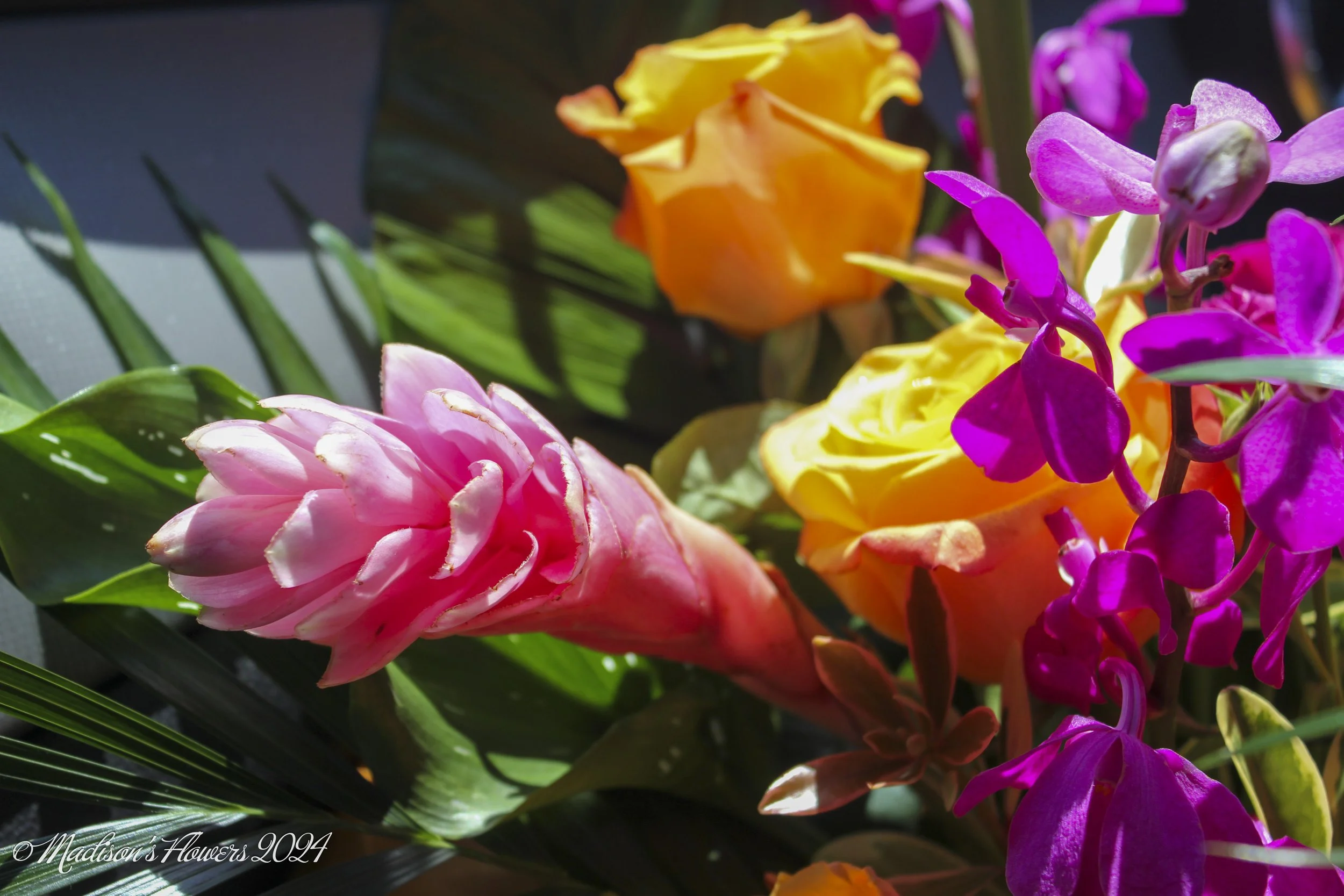 IMG_2020Sweet 16 Tropical 07_27_24.jpg