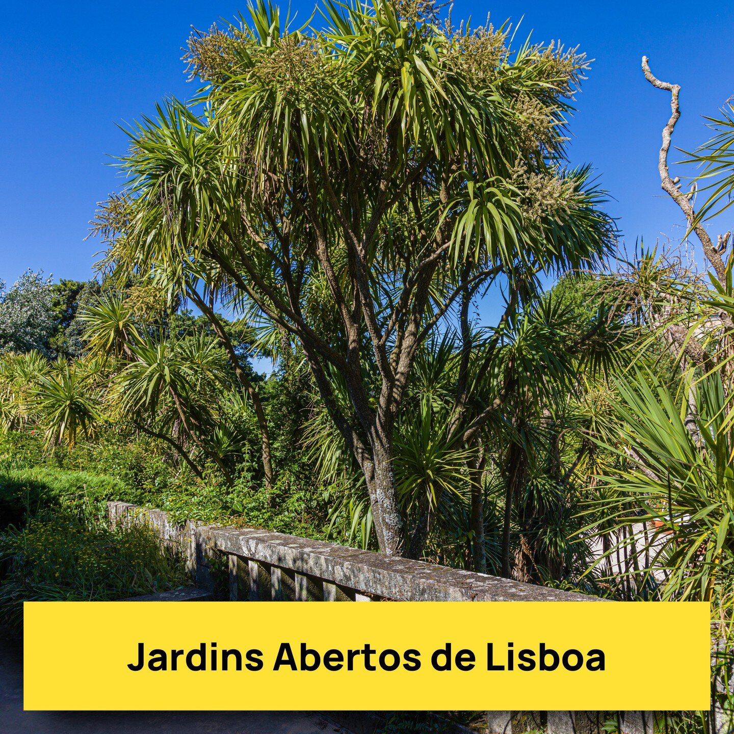 Quer visitar alguns dos #jardins mais bonitos da cidade de #lisboa? Aproveite o Festival Jardins Abertos, nos dois &uacute;ltimos fins-de-semana de maio, para conhec&ecirc;-los! 🌿🌸🌿

Saiba mais em Noticias.CasaYes.pt

#casayes #noticiascasayes