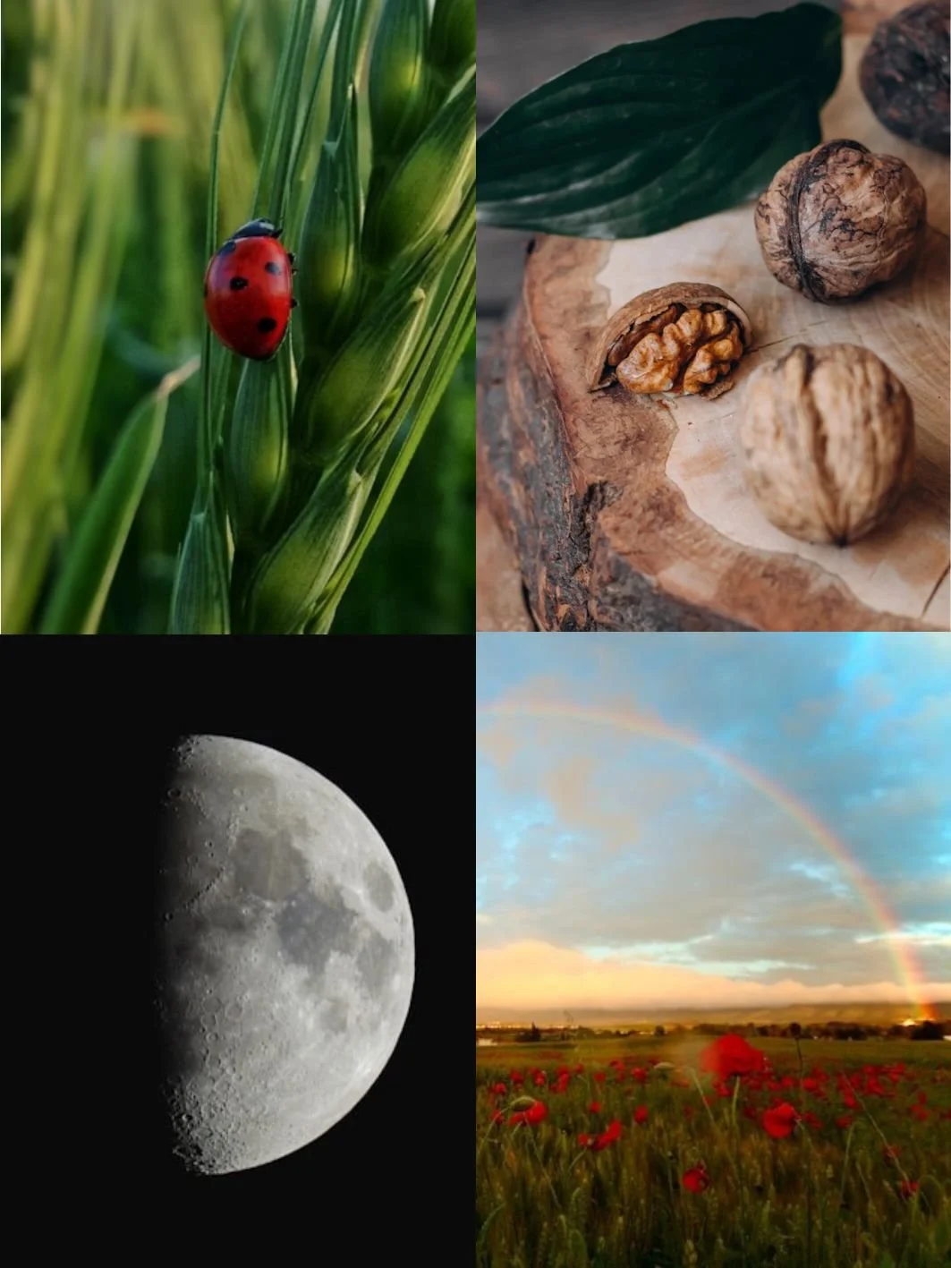 petjana-semi circle.jpg