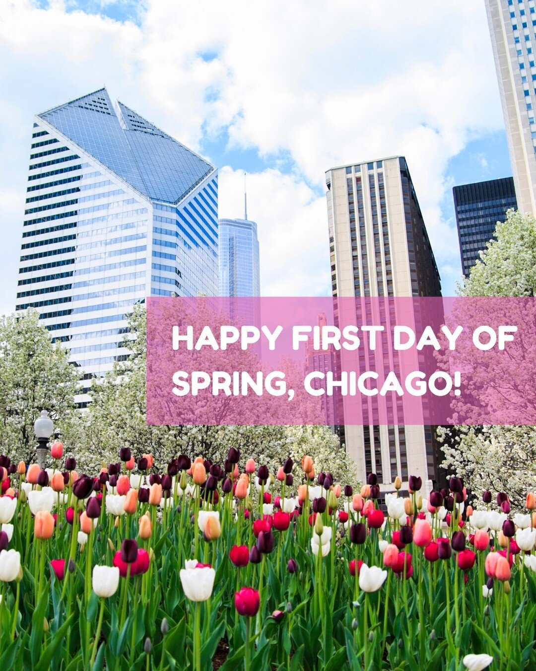 Happy First Day of Spring, Chicago! 🌸 Let's welcome the season of renewal with fresh starts and sparkling spaces. It's time for some spring cleaning magic! ✨

#SpringCleaning #ChicagoSpring #FreshStarts