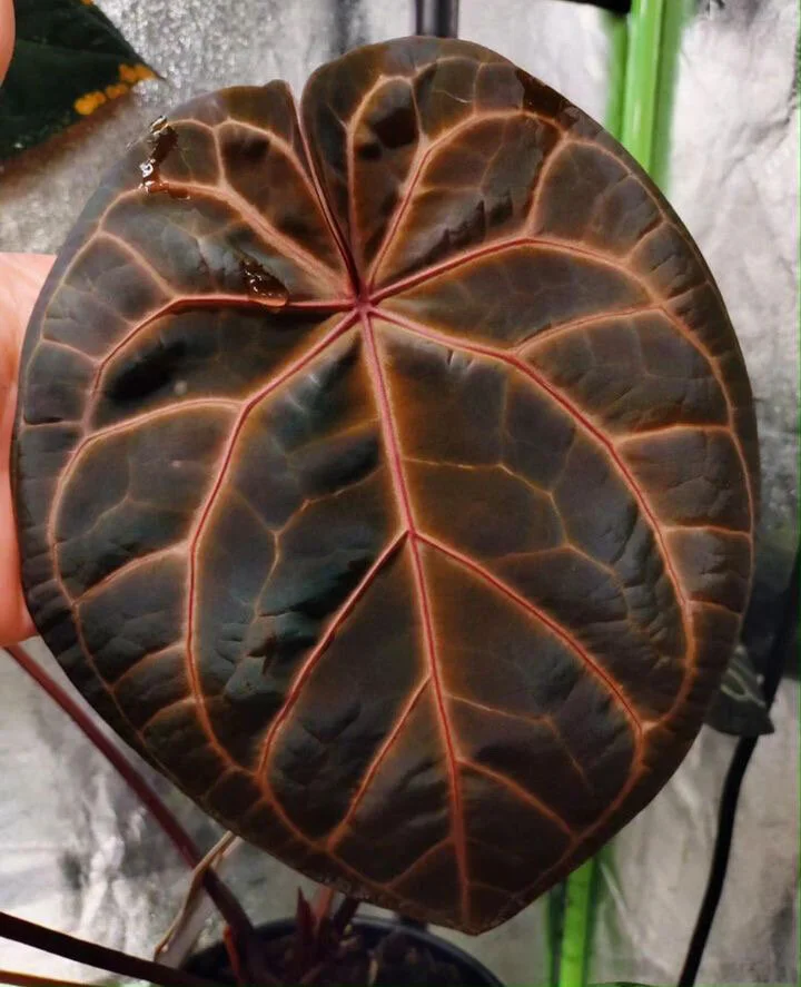 Anthurium (Zara x Michelle) x NSE Red Crystal Seedling — Seed Queens