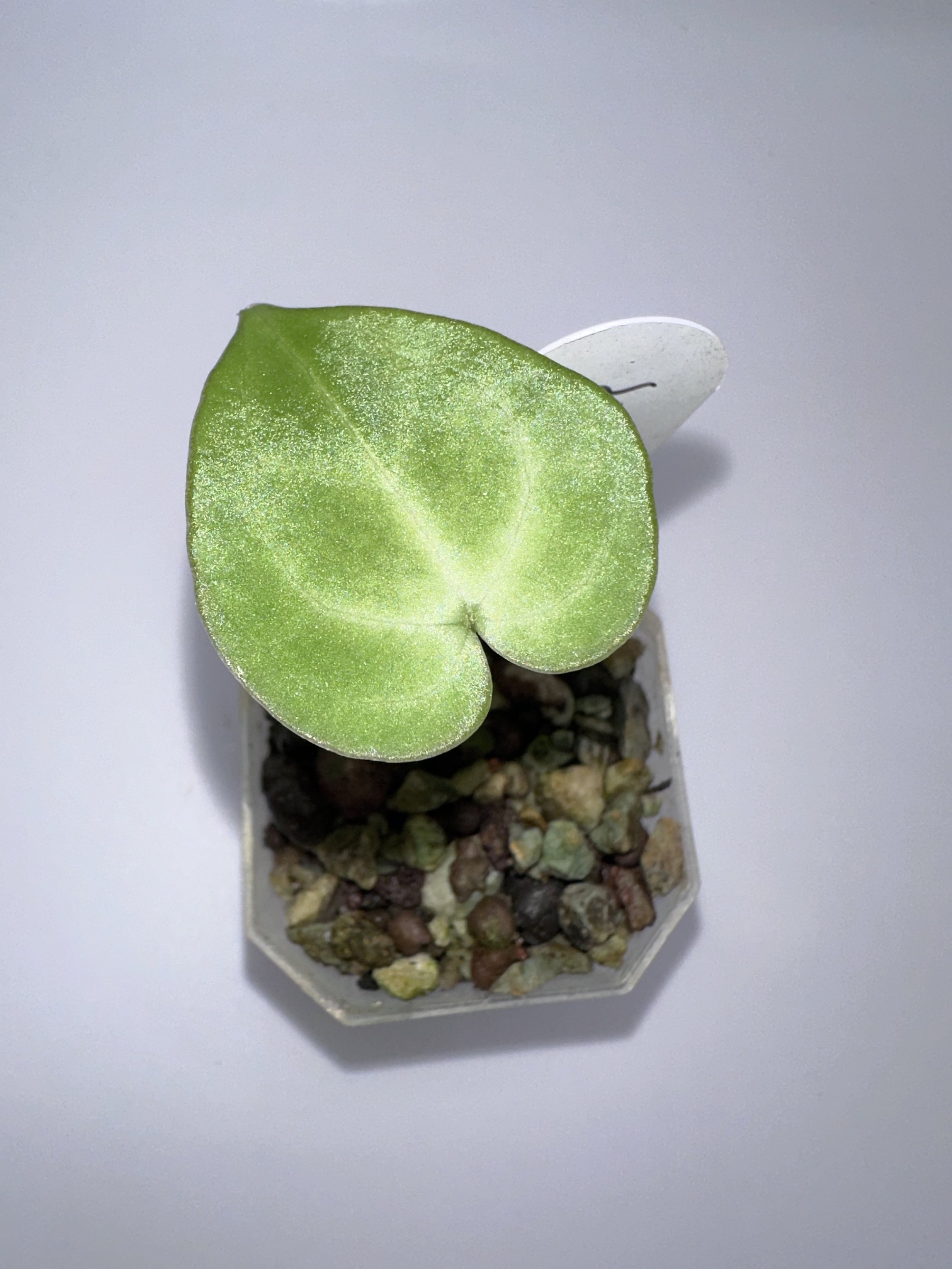 Anthurium Clarinervium Seedling