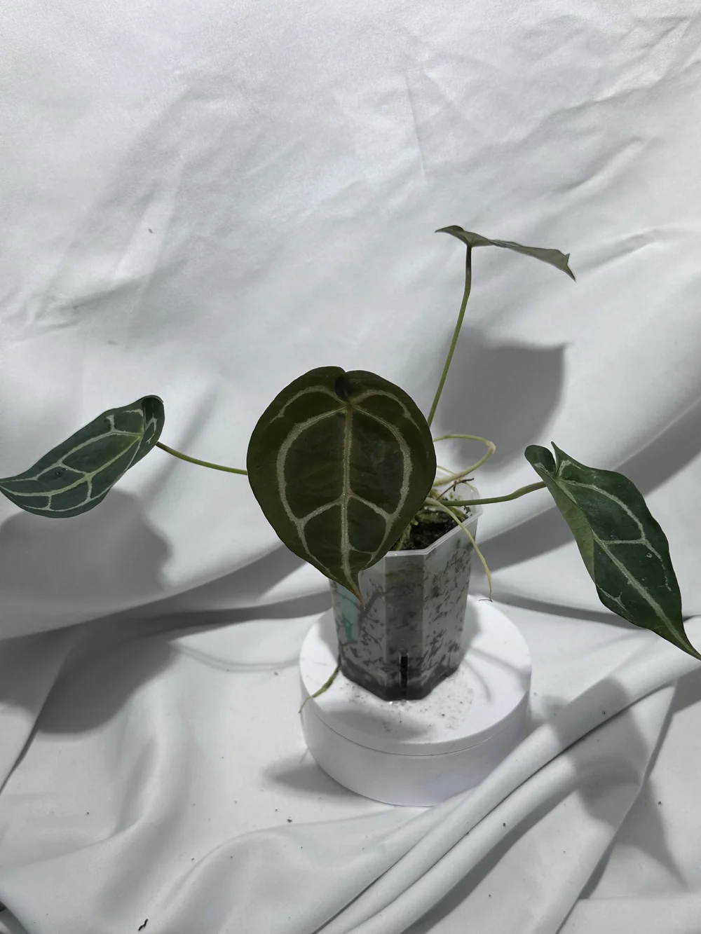 Anthurium Wonderboy x self 実生株 Anthurium Wonderboy x self 実生株 - メルカリ