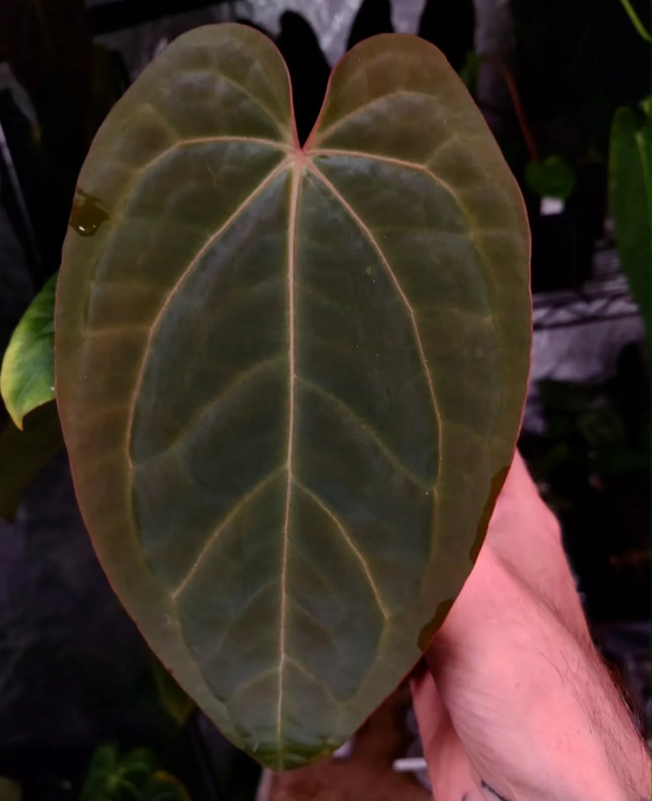 Anthurium (Carla x Dressleri RA) x Carla OG1xOG5