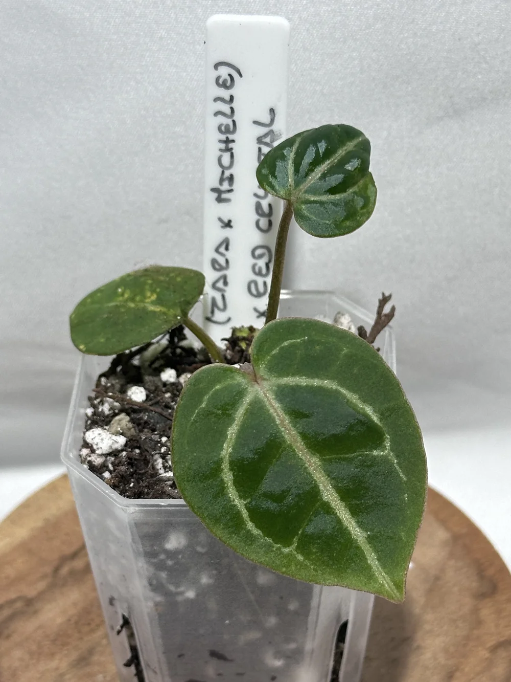 Anthurium Zara x self 実生株 Anthurium Ace of Spades x Zara | Hybrid Araceae Plant | Steve's Leaves