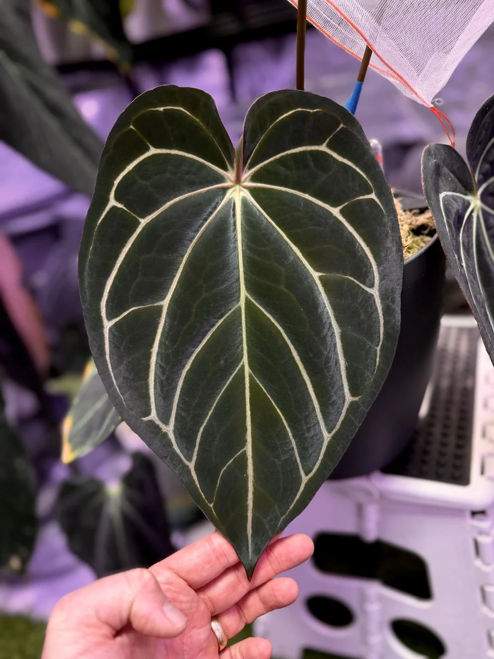 Anthurium Carlablackiae OG4 x RA8 — Seed Queens