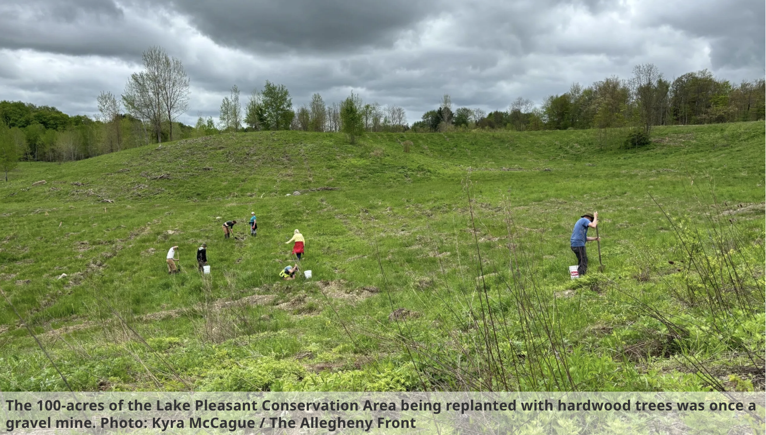 A former gravel mine in Erie County gets a second chance as forestland