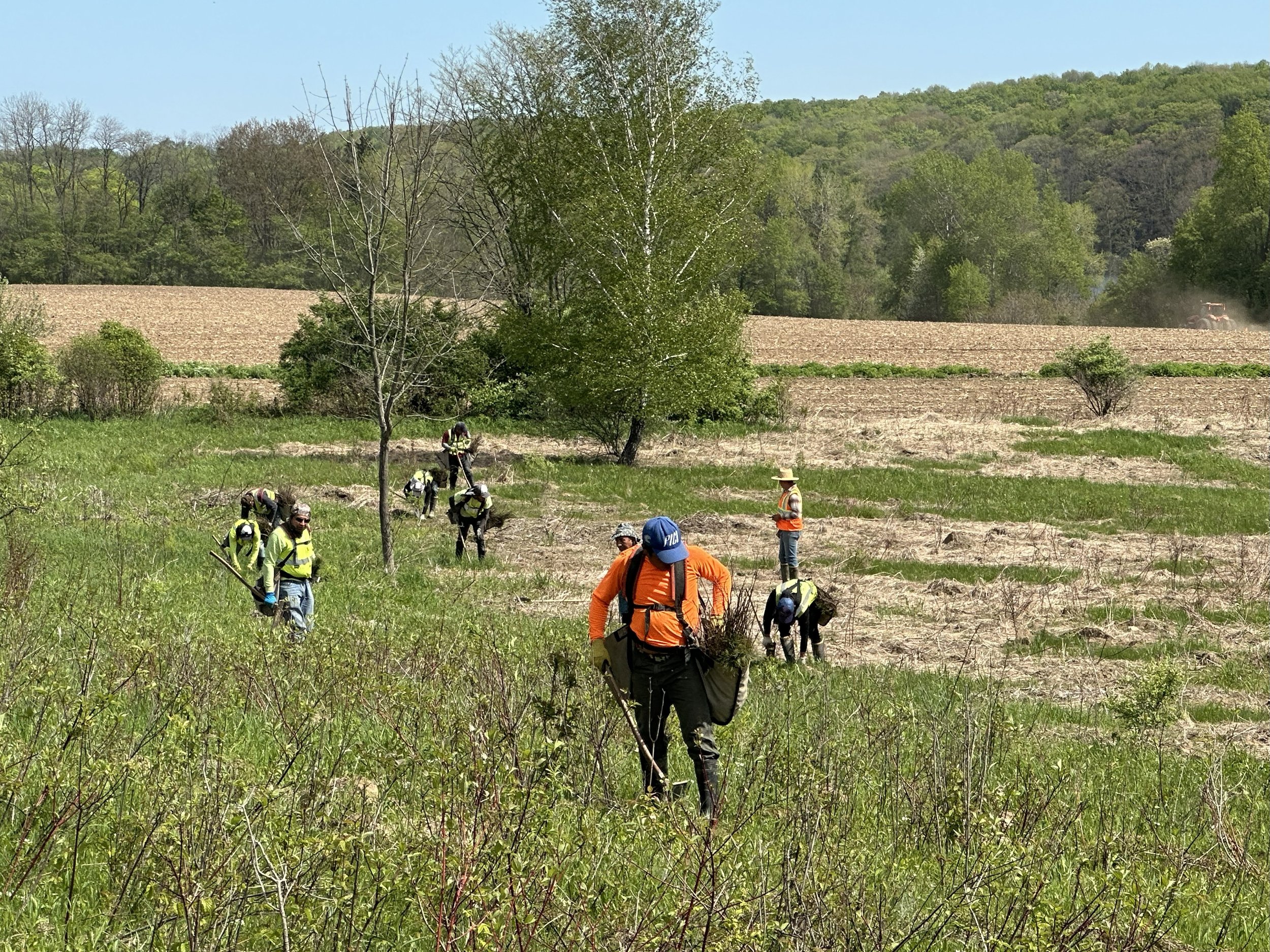 Native tree seedling planting at Lake Pleasant Conservation Area